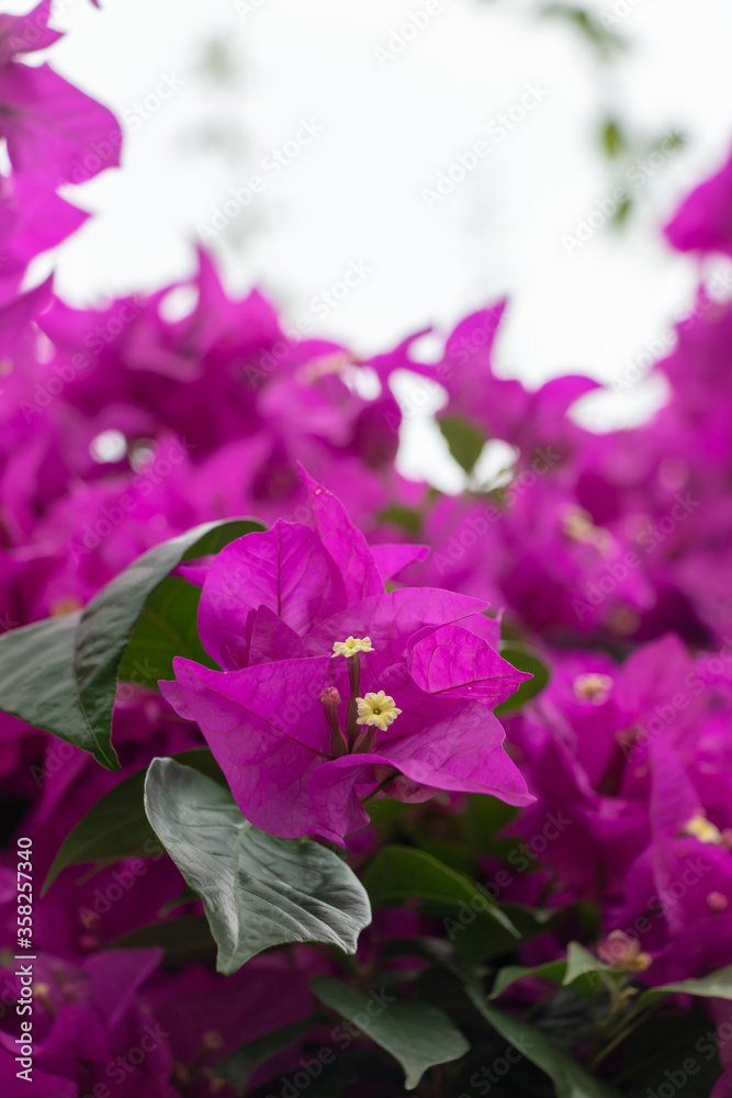 Purple bougainvillea flower in a beautiful botanic garden.