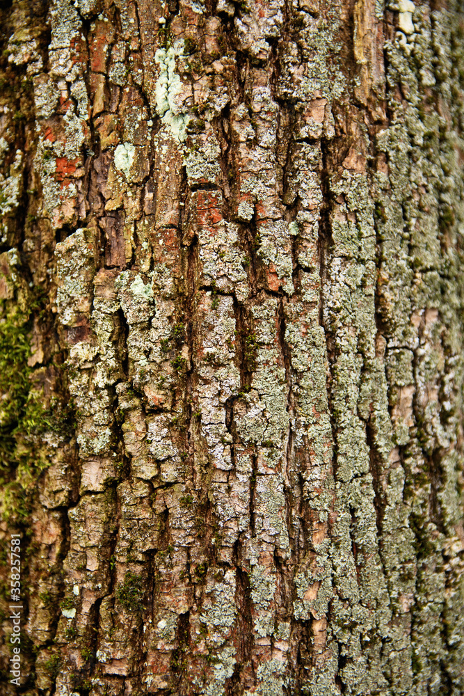Naklejka premium Natural tree bark texture