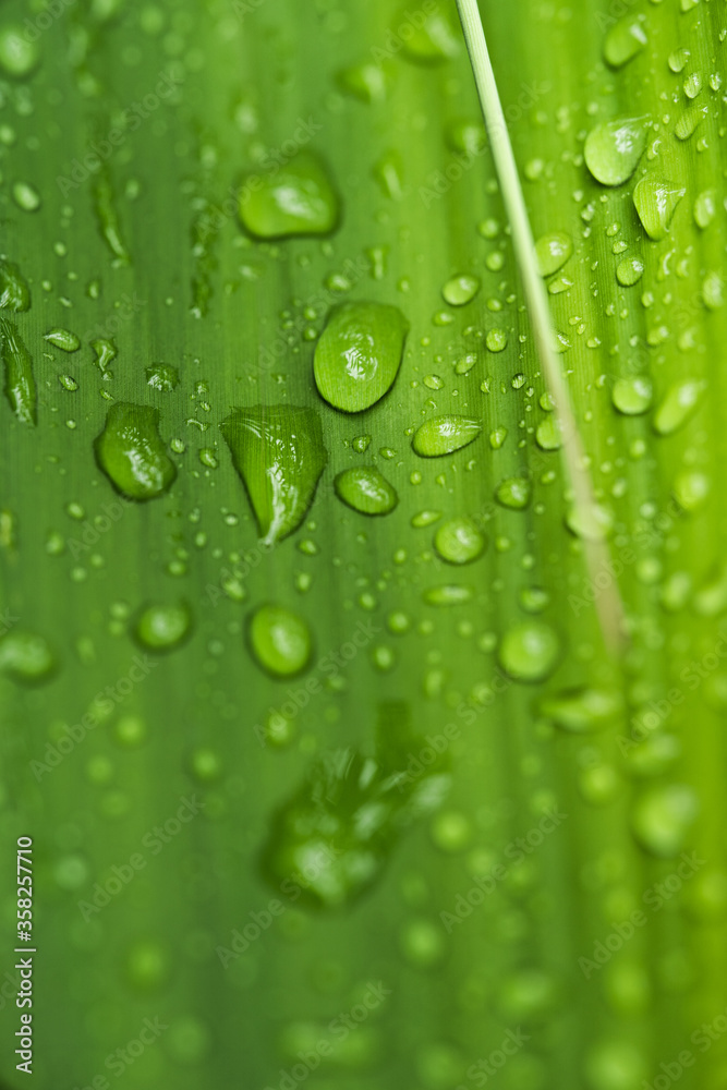 Water droplets on the leaves Green rainy season raindrop. Water droplets on the leaves Green rainy season raindrop.