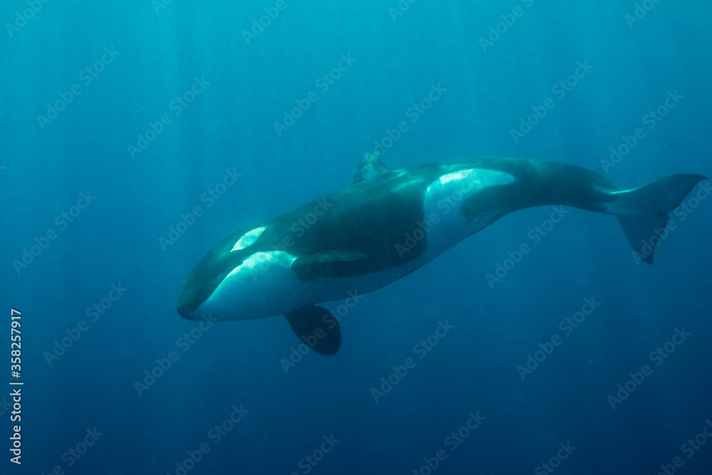 Fototapeta premium Killer whale, Pacific Ocean, North Island, New Zealand.