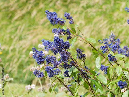 (Ceanothus delilianus) Céanothe Delile 'Henri Desfossé', magnifique arbuste d'ornement, port buissonnant, rameaux souples retombant aux extrêmités garnis de panicules de petites fleurs bleu violet  photo
