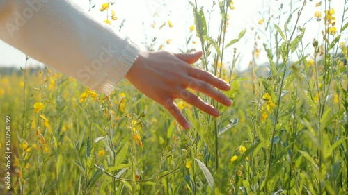 Female hand touches Sunn hemp flowers (Crotalaria juncea). The woman gently and gently walks her hand over the tops of Sunn hemp flowers. photo