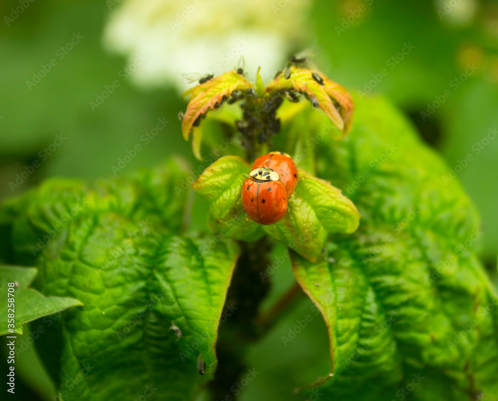 Viburnum leaves damaged by aphid (Aphis viburni) colonies. Viburnum