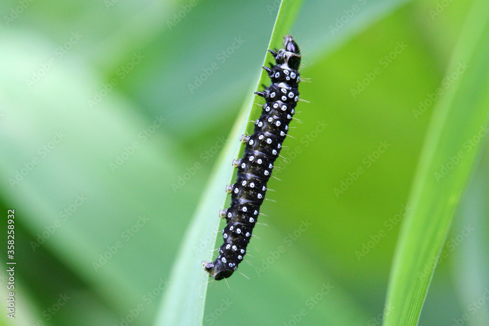 Black with white spots. Butterfly caterpillar. Peacock eye crawling on a green blade of grass. Closeup, selective focus. Black with white spots. Butterfly caterpillar. Peacock eye crawling on a green blade of grass. Closeup, selective focus.