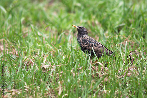 Motley starling walks in the green grass in search of food for the chick