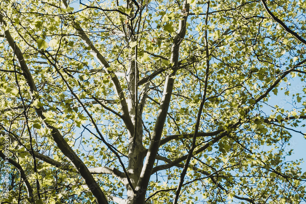 View into the branches of a deciduous tree View into the branches of a deciduous tree
