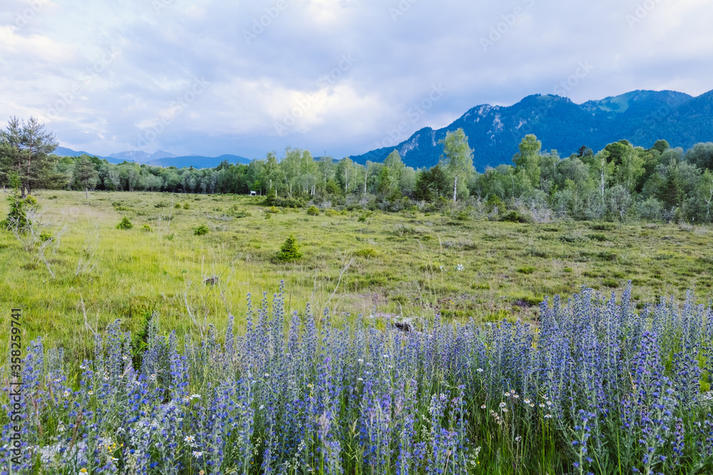 Blue flowers on a green meadow in Bavaria