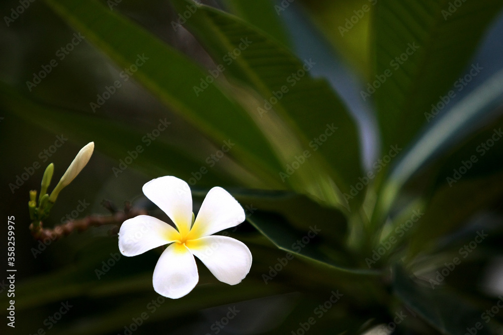 Fototapeta premium Plumeria flowers on the tree , close up