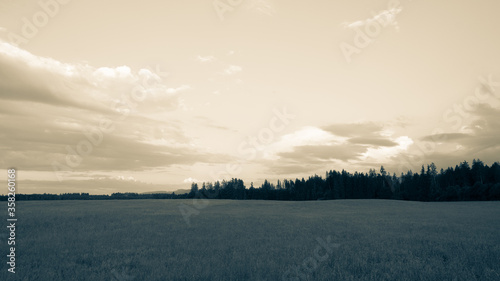 View of a blossoming field shortly before sunset