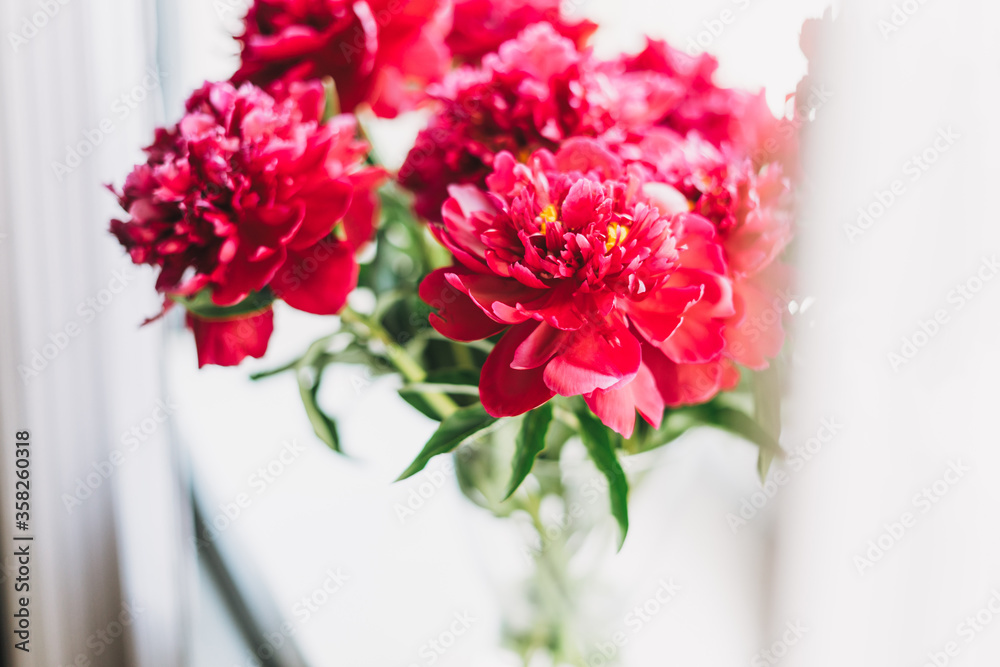 Beautiful mono bouquet of fresh lush red peonies in vase on the windowsill with curtains at home