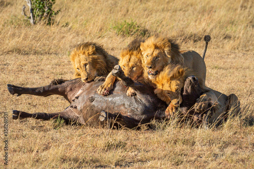 Four male lions feeding on buffalo carcase