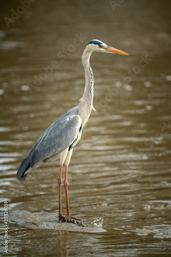 Grey heron standing in shallows in profile
