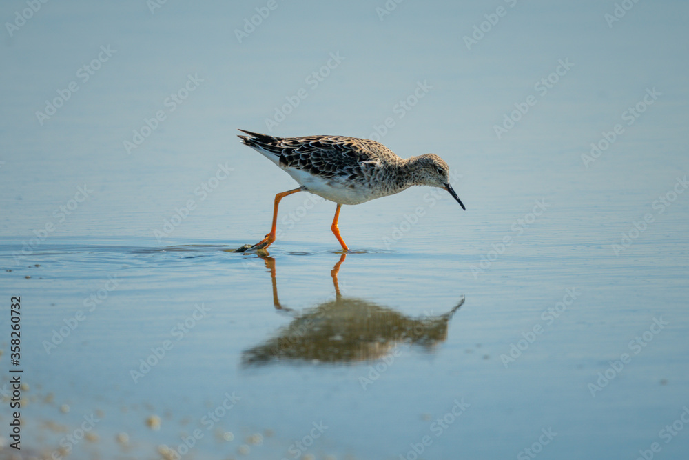Immature ruff wades in shallows with reflection Immature ruff wades in shallows with reflection