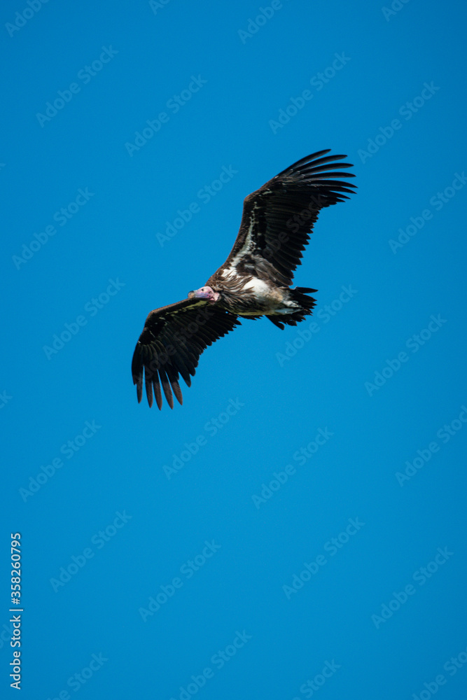 Lappet-faced vulture gliding in deep blue sky Lappet-faced vulture gliding in deep blue sky