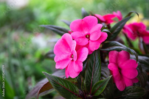 pink balsam on a green background