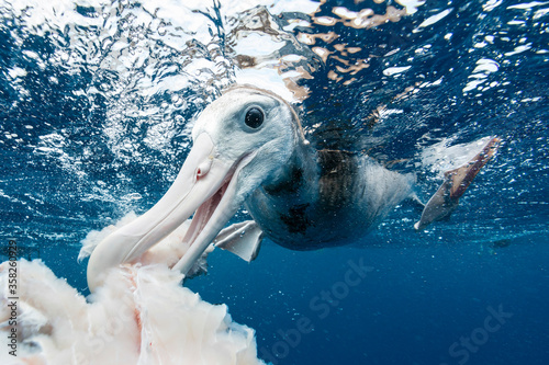 Antipodean albatross feeding on fish scraps discarded by fishing vessels, Pacific Ocean, North Island, New Zealand. photo