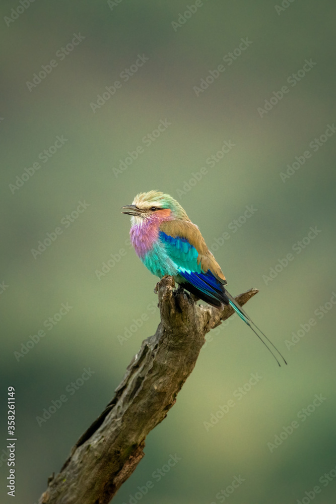 Lilac-breasted roller on branch with green bokeh Lilac-breasted roller on branch with green bokeh