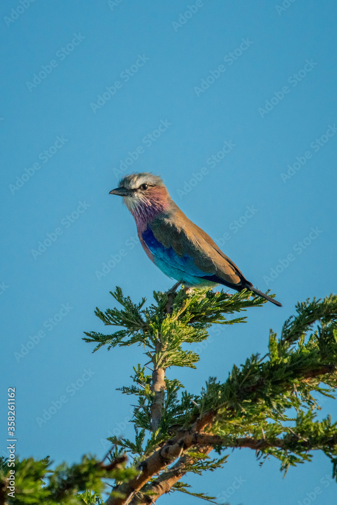Fototapeta premium Lilac-breasted roller on bush under blue sky