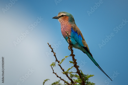 Lilac-breasted roller in profile on sunny thornbush © Nick Dale