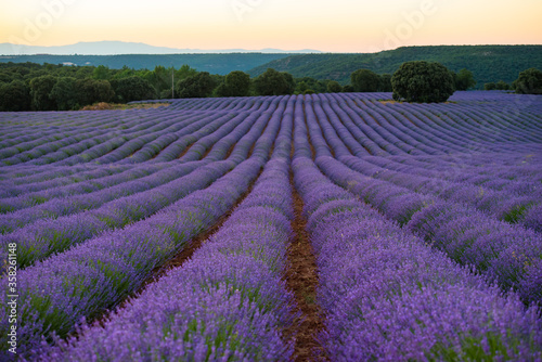 Lavender fields in Brihuega Spain