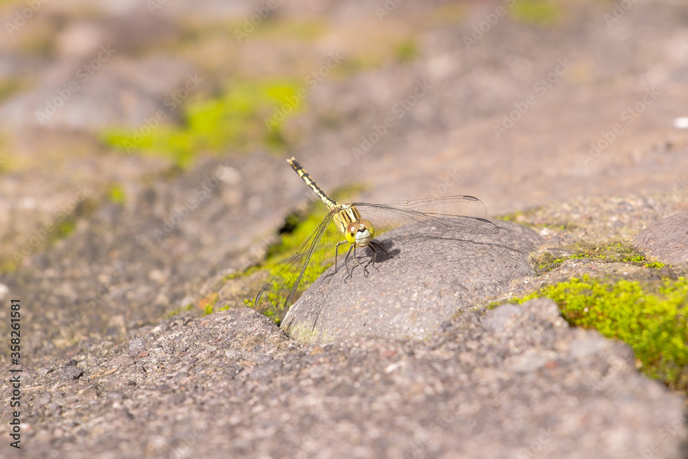 A small green Dragonfly laying down in a rock