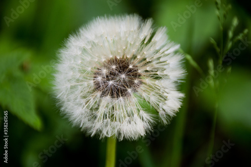 white dandelion on green background