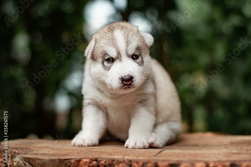 One Little cute puppy of Siberian husky dog outdoors