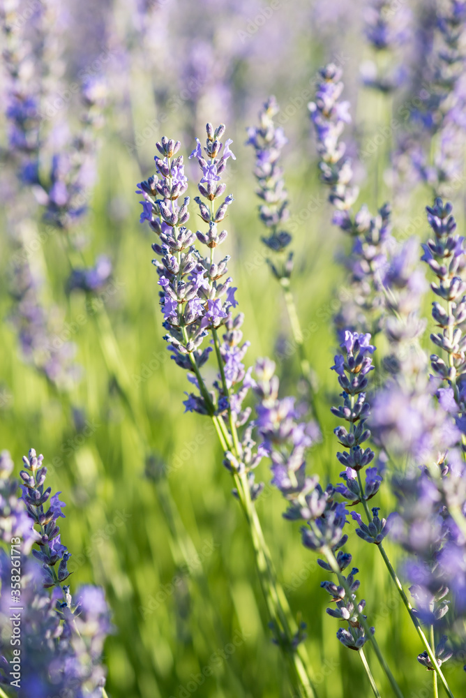 Lavender fields in Brihuega Spain Lavender fields in Brihuega Spain