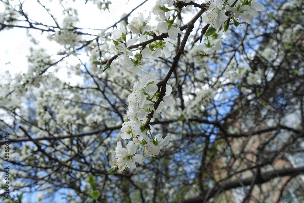 Clear blue sky and blossoming branches of sour cherry tree Clear blue sky and blossoming branches of sour cherry tree