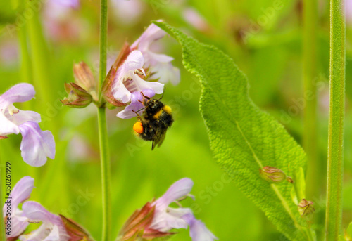 Aromatic common sage (indigo woodland sage, Salvia forsskaolii, Salvia sclarea, Salvia officinalis)and working bumblebee. Clary sage purple pink flowering spike on green leaves background. © Sunbunny