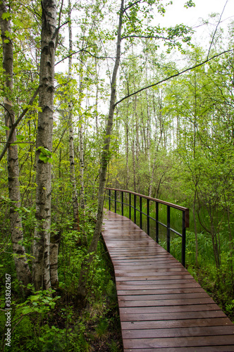 eco path in the green woods