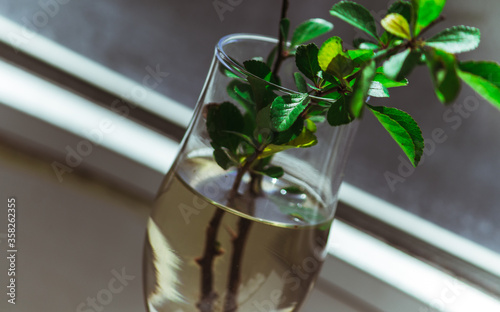 Sprigs of plants in a glass of water.