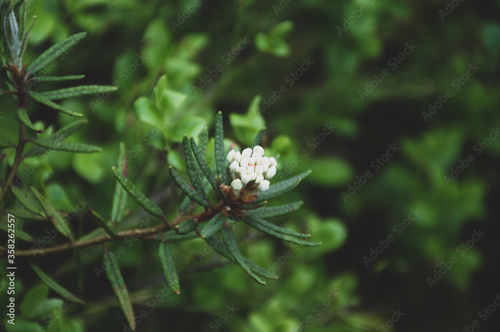 little white flower in the green grass little white flower in the green grass