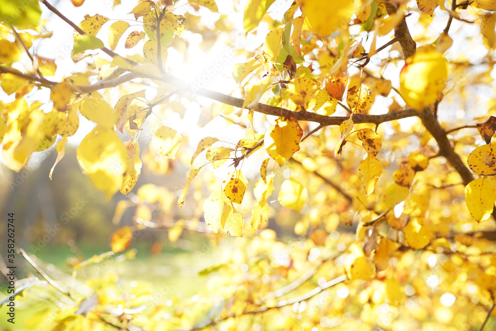 Autumn leaves on the sun and blurred trees . Fall background.