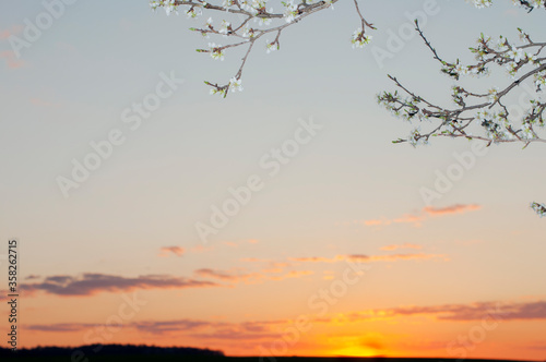 A branch of a blossoming cherry against the sunset. Closeup. Blurred spring background
