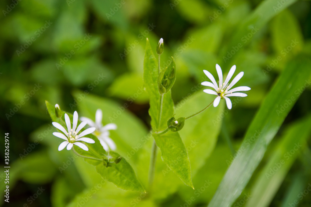 little white flower in the green grass little white flower in the green grass