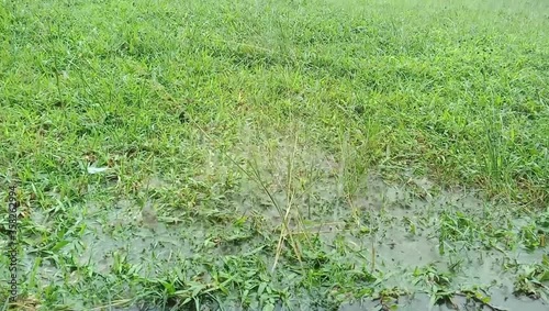 Heavy Rain bubble in Bangladesh 