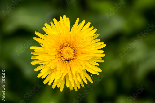 yellow dandelion on green background