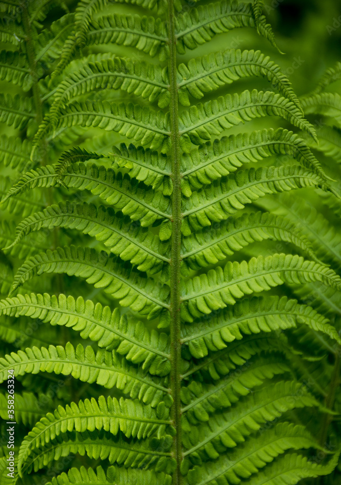 the texture or the fern in the summer forest