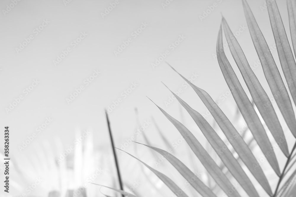 Abstract gray shadow background of palm leaves, black and white monochrome tone Abstract gray shadow background of palm leaves, black and white monochrome tone