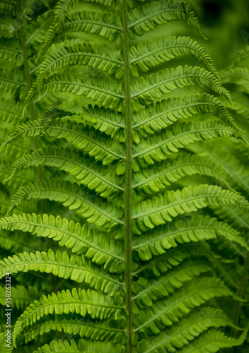 the texture or the fern in the summer forest