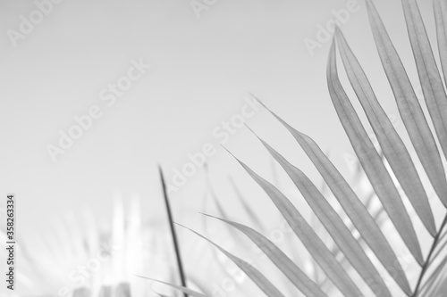 Abstract gray shadow background of palm leaves, black and white monochrome tone