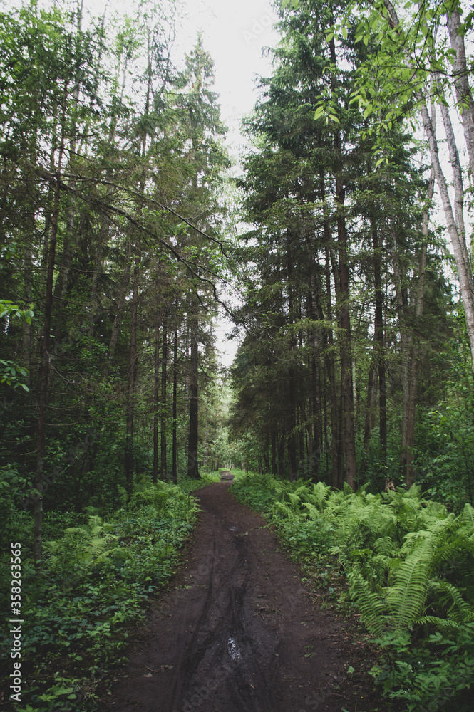path in the forest path in the forest