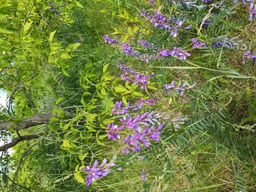pink flowers in the forest