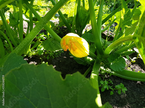 Blooming yellow zucchini flower close-up. Growing vegetables in the garden, vegetarian products.