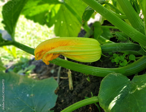 Blooming yellow zucchini flower close-up. Growing vegetables in the garden, vegetarian products.