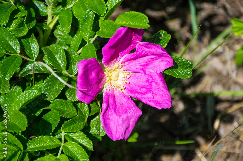 blossoming pink rosehip wild flowers blossoming pink rosehip wild flowers