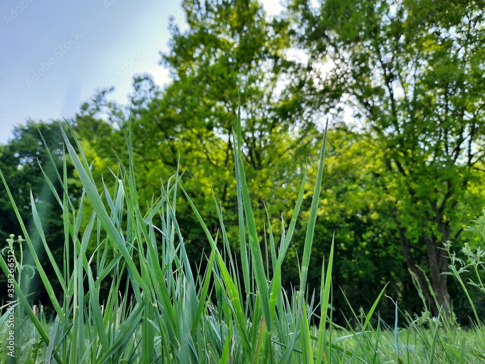 Fototapeta premium Grüner Moment - Green Moment #1