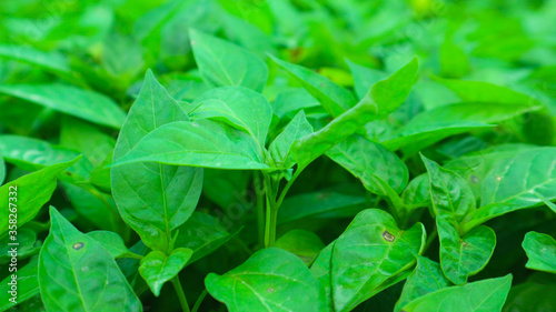 Wallpaper Mural Chilli seedlings Torontodigital.ca
