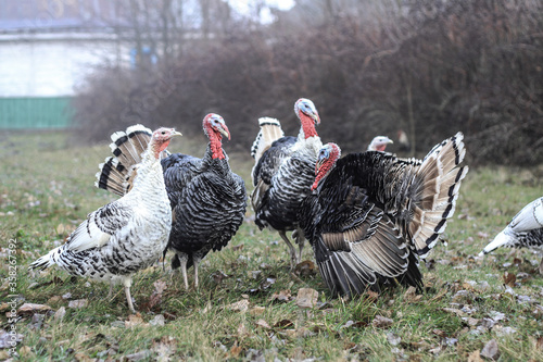 Group of turkeys on a farm walk in nature. Pets in a protected park. Stock photo background